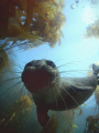   After playing hide go seek under kelp 12 hour he finally got comfortable enough me make contact first tugging my fins then rolled sat oceans bottom trying get good picture this inquisitive seal 1/2  